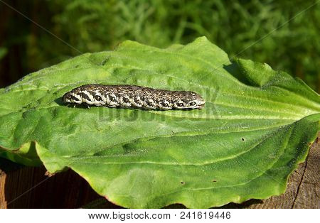 Caterpillar Butterfly Small Oleander Hawk (proserpinus Proserpina)