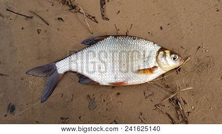 Fishing Catch. River Fish Blicca Bjoerkna.top View
