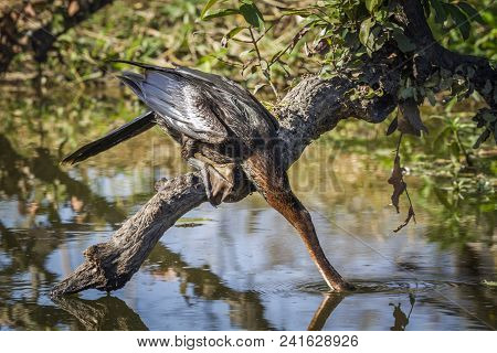 African Darter In Kruger National Park, South Africa ; Specie Anhinga Rufa Family Of Anhingidae