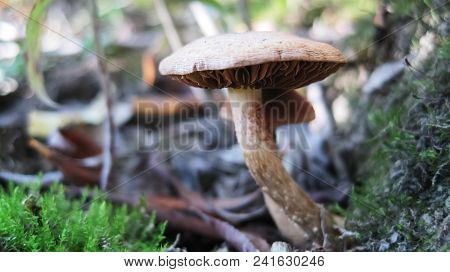 Deadly,toxic Brown Mushrooms Growing Out From Earth In Early Autumn