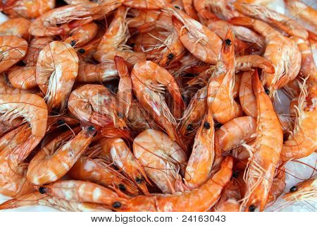 Świeżych krewetek
