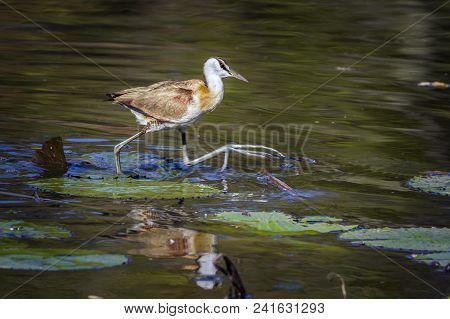African Jacana In Kruger National Park, South Africa ; Specie Actophilornis Africanus Family Of Jaca