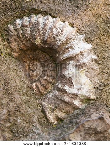 Fossil Of Scapithes Amonite Found In Morocco, North Africa
