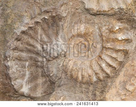 Scaphites - Genus Of Extinct Cephalopod From Morocco