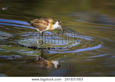African Jacana In Kruger National Park, South Africa ; Specie Actophilornis Africanus Family Of Jaca