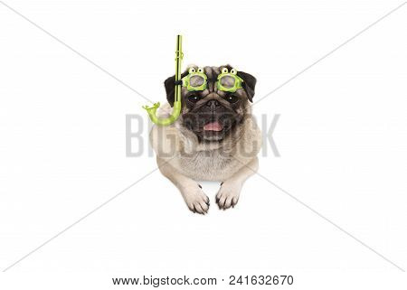 Frolic Smiling Pug Puppy Dog With Green Snorkel And Goggles, Ready To Dive, Isolated , Hanging With 