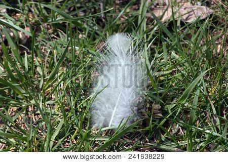 A White Chicken Feather Contrasted Against The Green Grass.