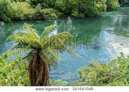 Fern Bushes On Blue River Bank On Sunny Day, Huka Falls, New Zealand