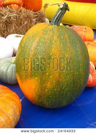 calabaza verde grande frente a otras calabazas