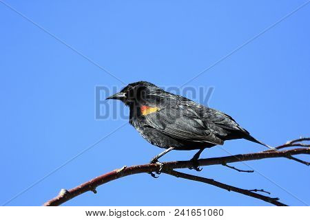 Red-winged Blackbird (agelaius Phoeniceus) Sitting On A Tree