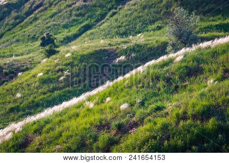 Feather Grass Grows On The Hillside At Sunset In Russia.