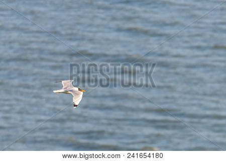 Seagull Bird Flying View On Sea Background.