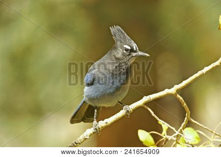 Steller's Jay (cyanocitta Stelleri) Sitting On A Tree