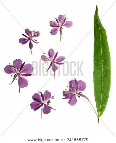 Pressed And Dried Delicate Purple Flowers Willow-herb (epilobium), Isolated On White Background. For