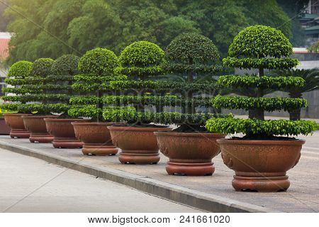 Decorative Ficus Annulata Or Banyan Tree Planting In The Flower Pot