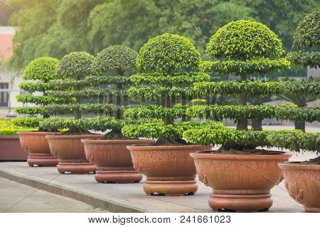Decorative Ficus Annulata Or Banyan Tree Planting In The Flower Pot