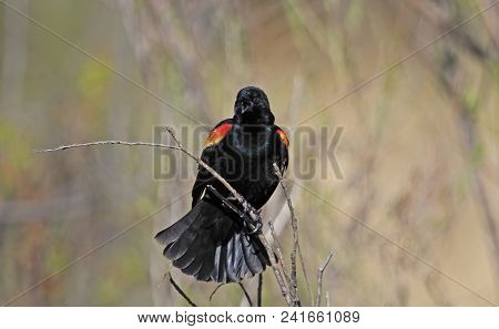 Red-winged Blackbird (agelaius Phoeniceus) Sitting On A Stick