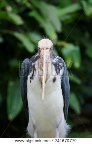 Lesser Adjutant Stork Of Tropics Bird In The Outdoor Nature.