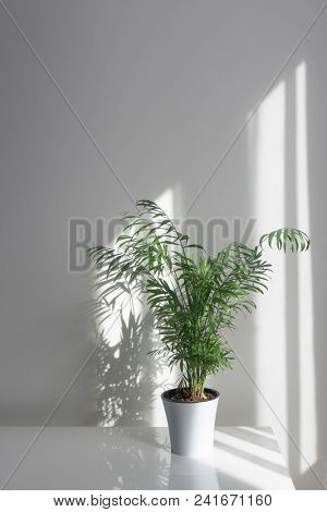 Green plant Areca in a flowerpot on a table against a white wall background