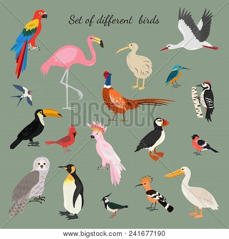 Set Of Birds On Gray Background. Vector Illustration.