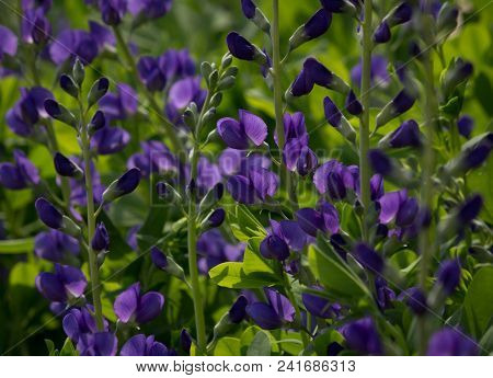 Beautiful Blue Wild Indigo Blossoms In A Natural Green Environment