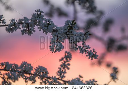 Branches Ofa Blooming Plum Tree On The Sunset Sky Background