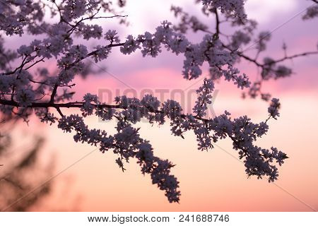Branches Ofa Blooming Plum Tree On The Sunset Sky Background