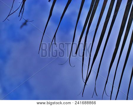 Palm Leaves With Flying Pelican In Background