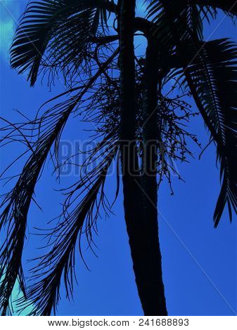 Silhouette Of Large Caribbean Palm Tree On Blue Background