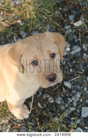 Labrador Puppy