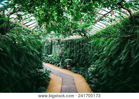 Beautiful Greenhouse Full Of Green Fresh Plants And Ferns.