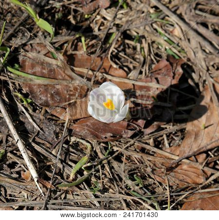 Single White Flower Called Crocus In Spring