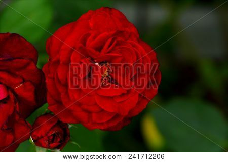 Beautiful Red Rose Flower In The Garden