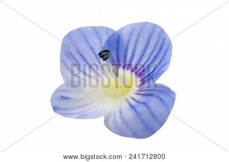 Veronica Persica Isolated On A White Background