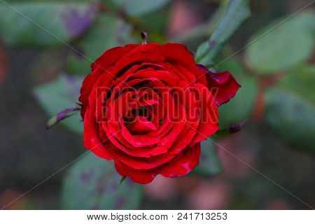 The Beautiful Rose Flower In The Garden