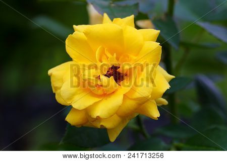 The Beautiful Rose Flower In The Garden