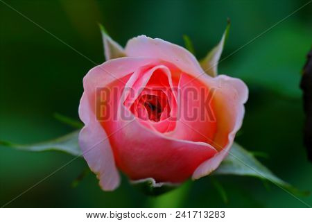 The Beautiful Rose Flower In The Garden