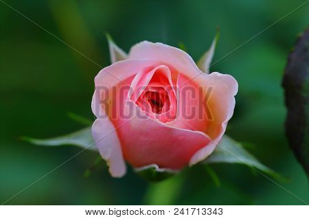 The Beautiful Rose Flower In The Garden