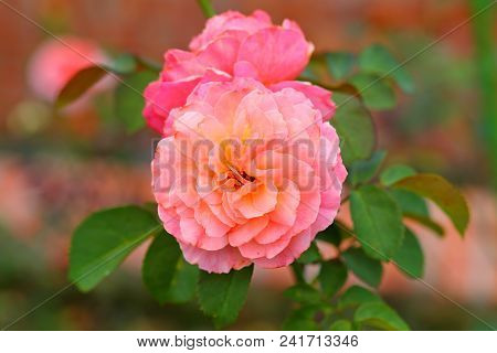 The Beautiful Rose Flower In The Garden
