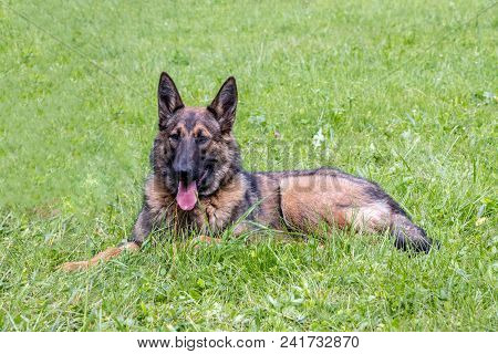 German Shepherd Dog Lies On The Green Grass.
