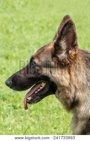 Head Of A German Shepherd Dog On A Background Of Green Grass