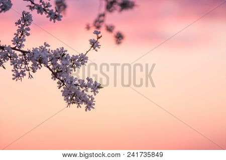 Branches Of A Blooming Plum Tree On The Sunset Sky Background
