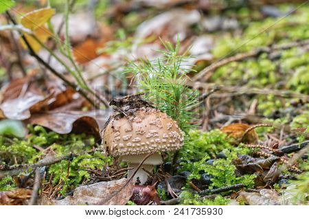 European Blusher (amanita Rubescens) In A Forest