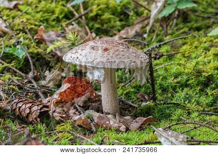 European Blusher (amanita Rubescens) In A Forest