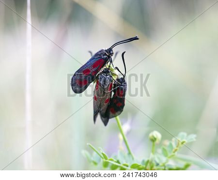 Gray Butterfly With Red Spots Six-spot Burnet. Mating Of Zygaena Trifolii Butterflies On Flower