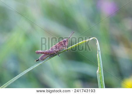 Small Brown Locust Sits On Blade Of Grass On Green Blurred Background, Side View