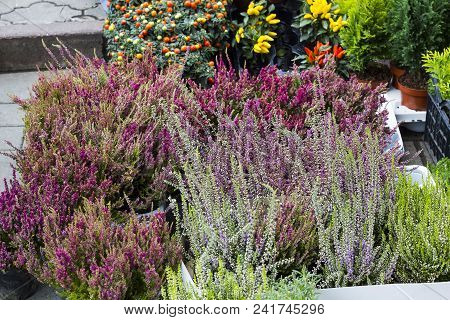 Calluna Vulgaris Flowers In Pots Sold In Garden Center (known As Common Heather, Ling, Or Simply Hea