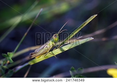 Small Green Locust Sits On Grass On Summer Field