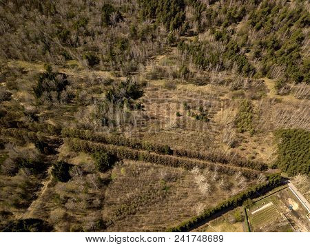Forest In The Novosibirsk City,siberia With Diffrent Trees And Plants With Some Buildings In It. Str