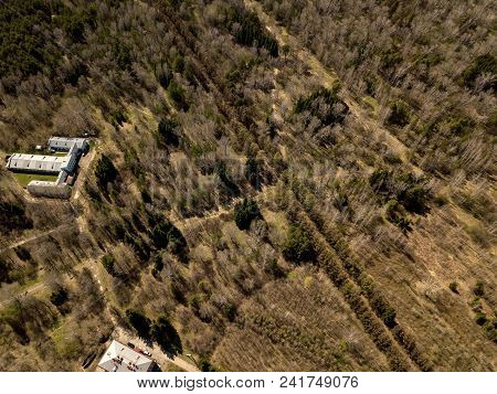 Forest In The Novosibirsk City,siberia With Diffrent Trees And Plants With Some Buildings In It. Str